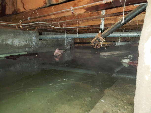  Nroe City, MO Water damage restoration Pros