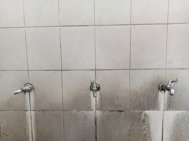 Best Mold removal after water damage  in Nroe City, MO